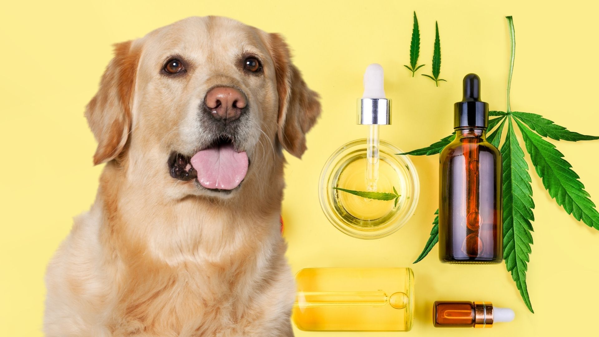 cbd oil for dogs canada online