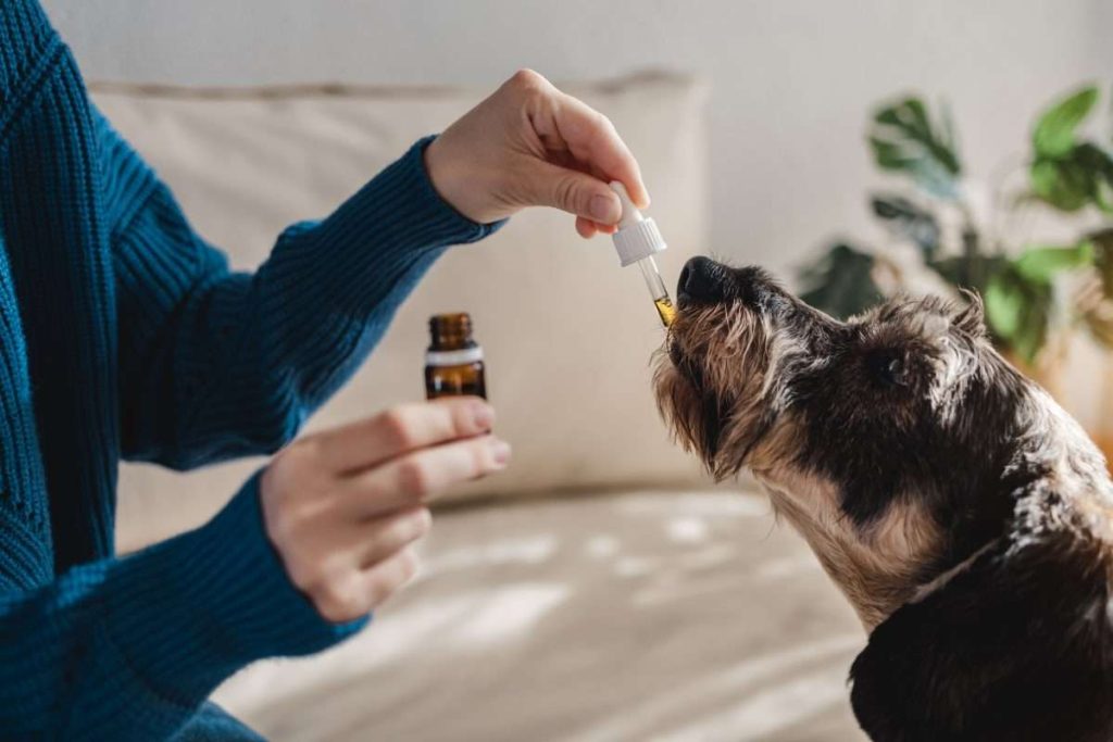 Benefits You Should Know Before You Buy Cbd Oil For Dogs Canada Online